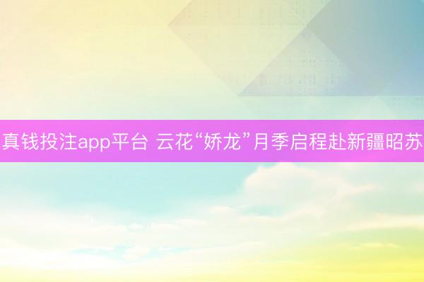 真钱投注app平台 云花“娇龙”月季启程赴新疆昭苏