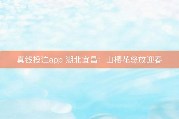 真钱投注app 湖北宜昌：山樱花怒放迎春